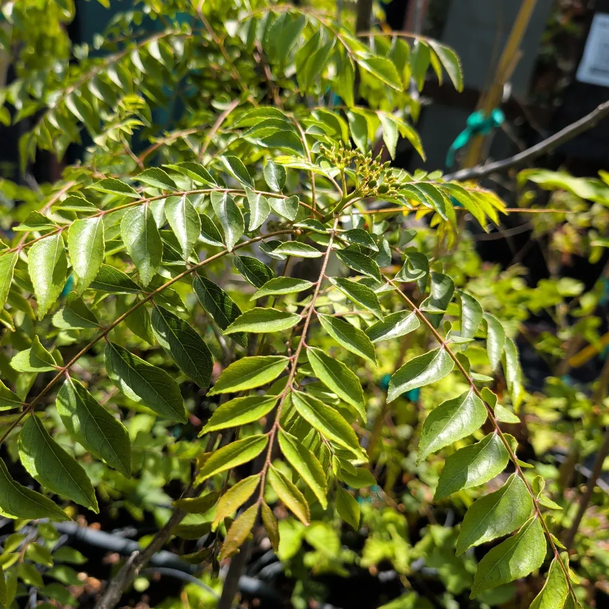 Curry Tree