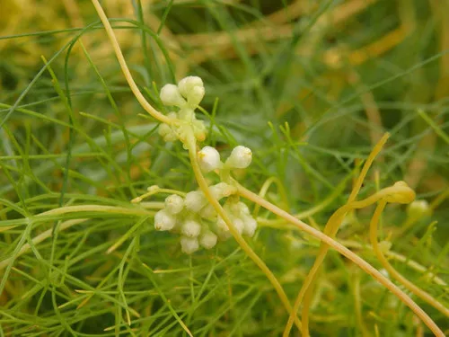 Cuscuta chinensis