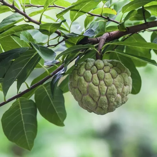 Custard Apple (Mãng cầu na)
