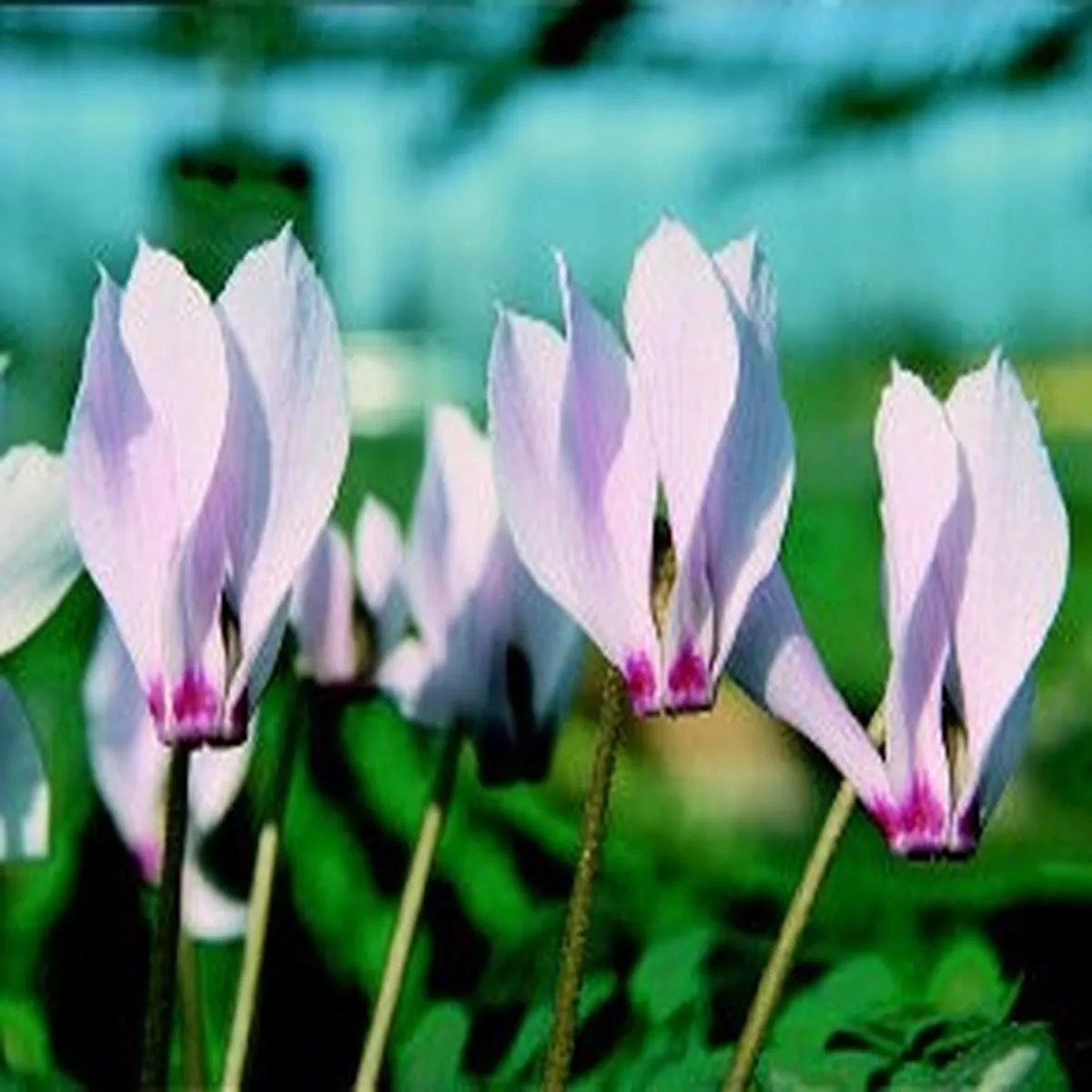 Cyclamen cilicium