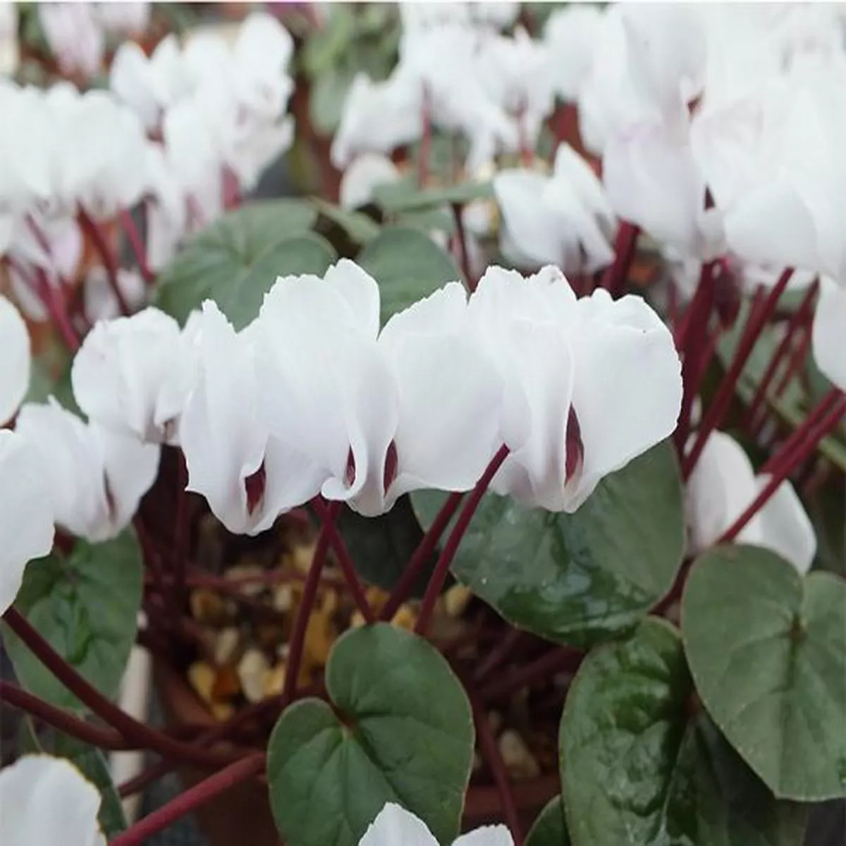Cyclamen coum f. albissimum Lake Effect