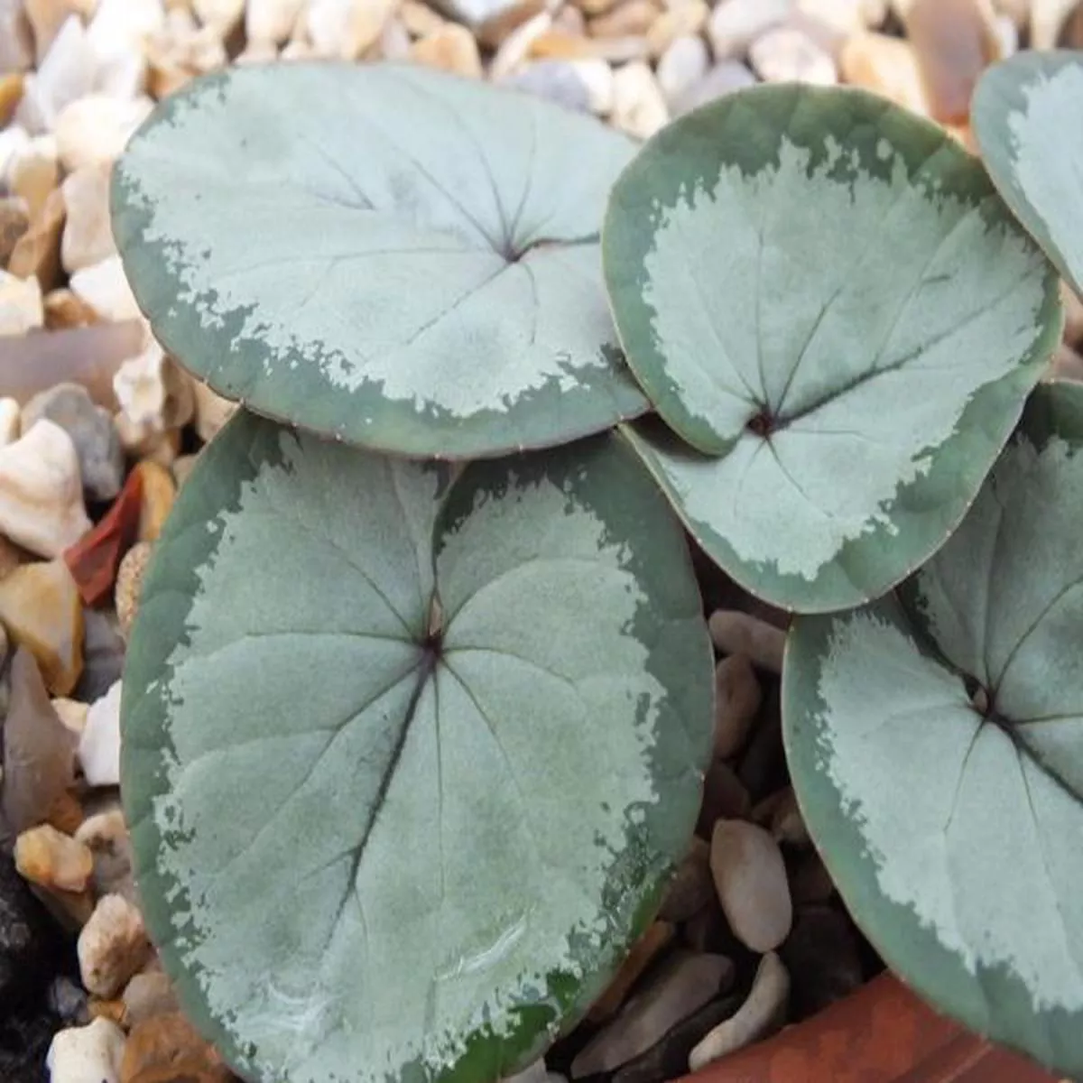 Cyclamen coum Maurice Dryden