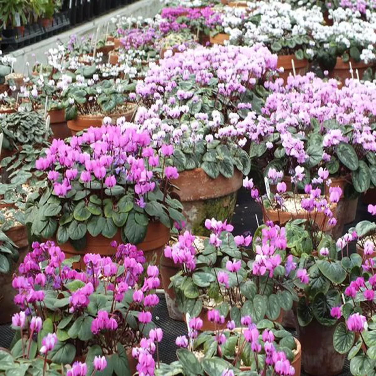 Cyclamen coum mixed colours (1Litre pot)