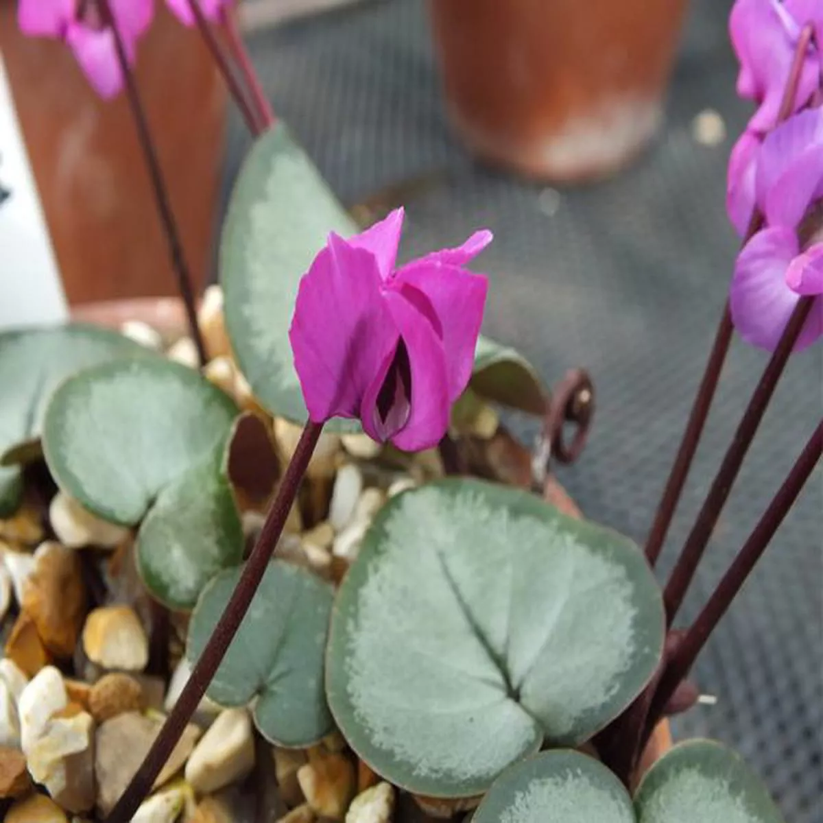 Cyclamen coum Nymans Group