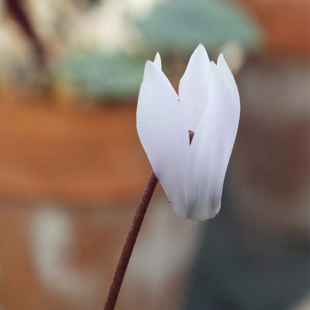 Cyclamen creticum