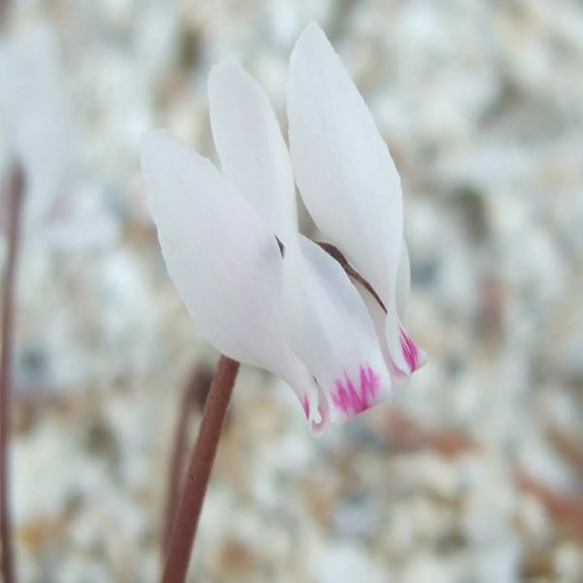 Cyclamen cyprium