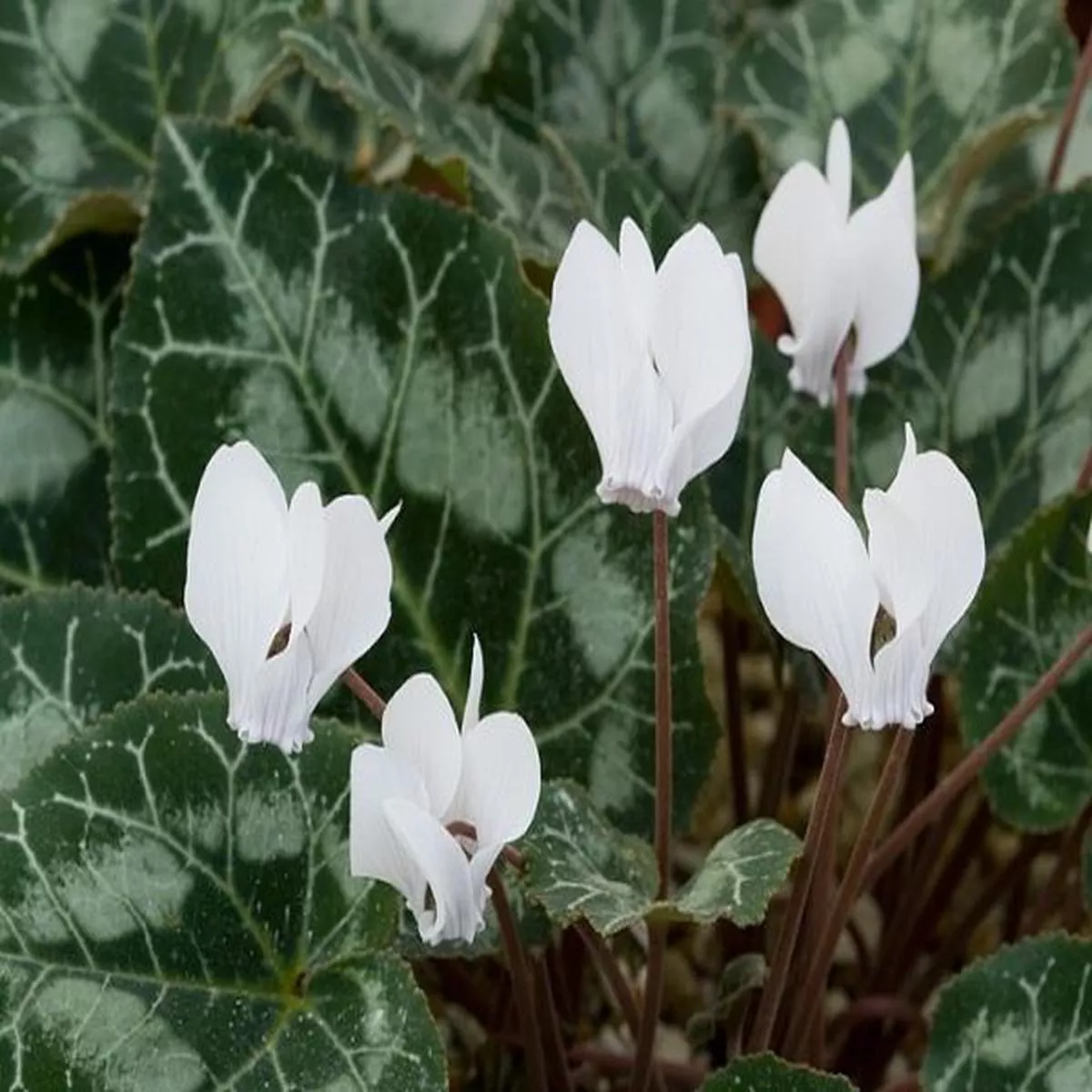 Cyclamen graecum f. album