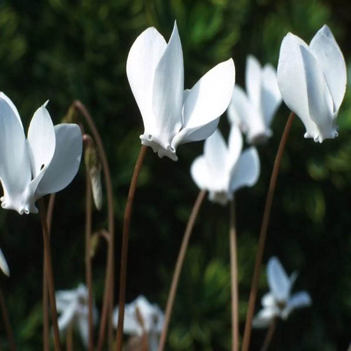 Cyclamen hederifolium albiflorum