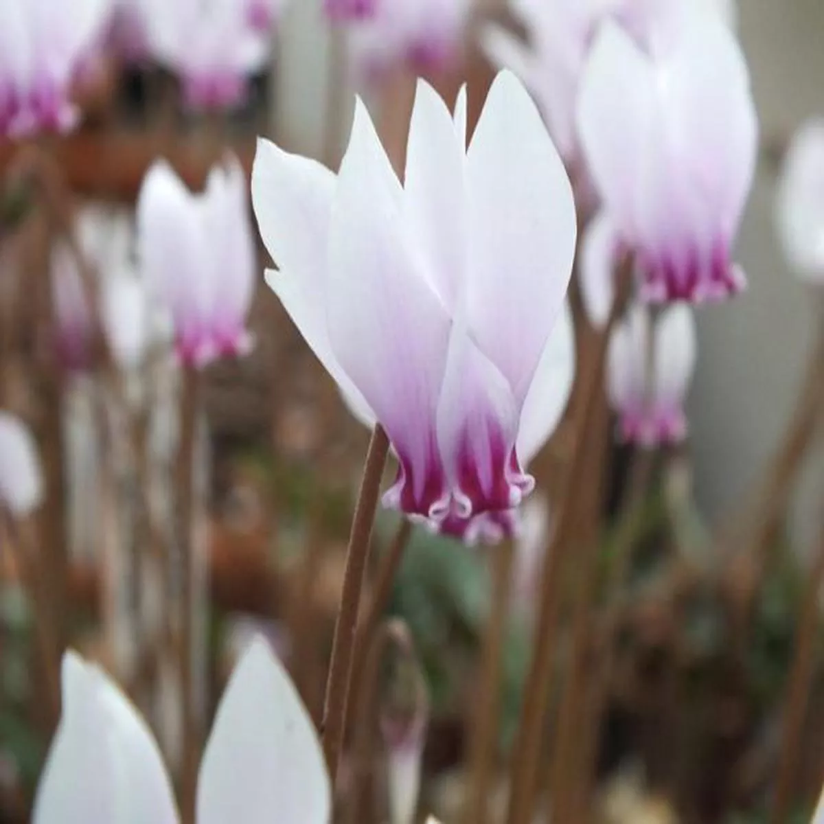 Cyclamen hederifolium Silver Arrow