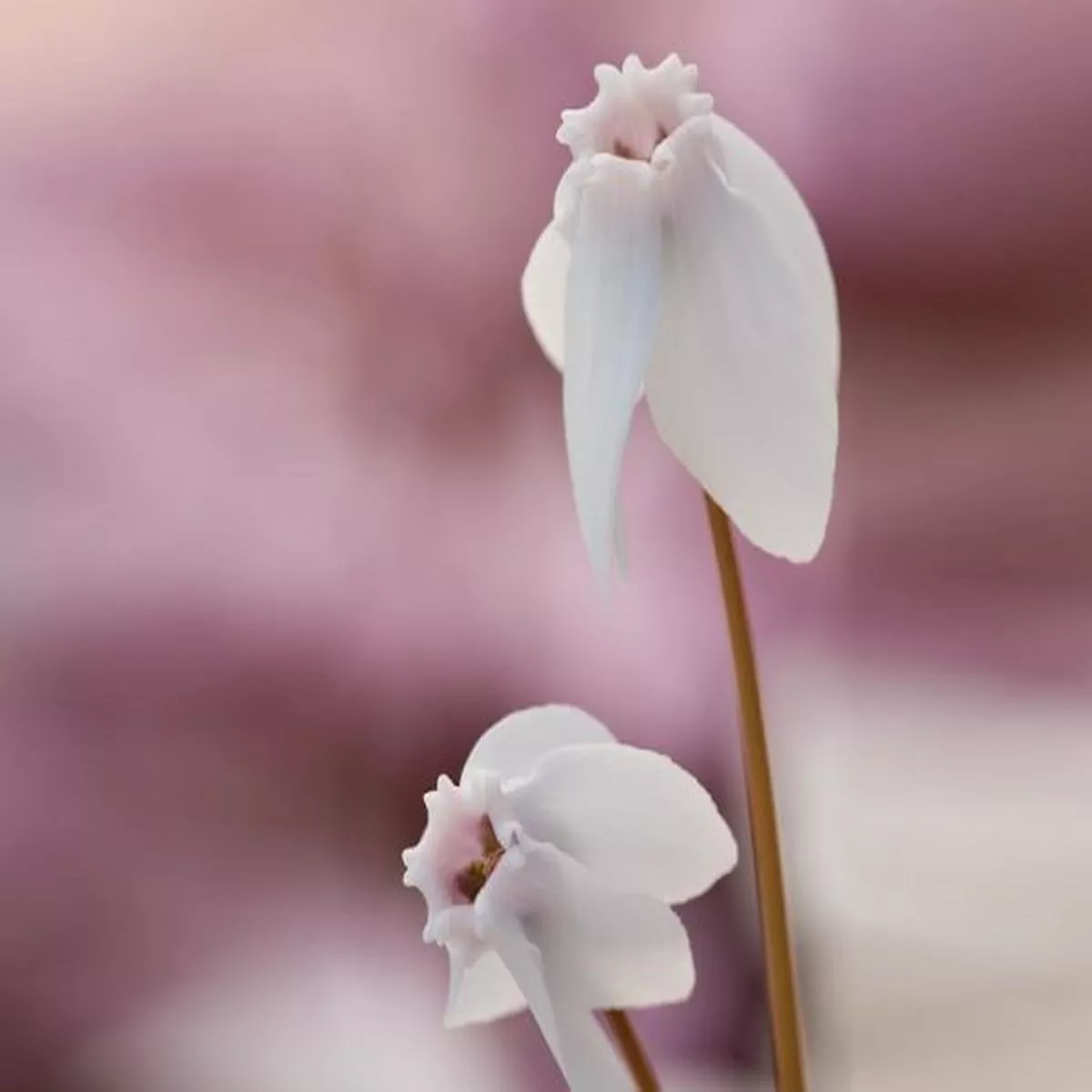 Cyclamen hederifolium Stargazer (white form)