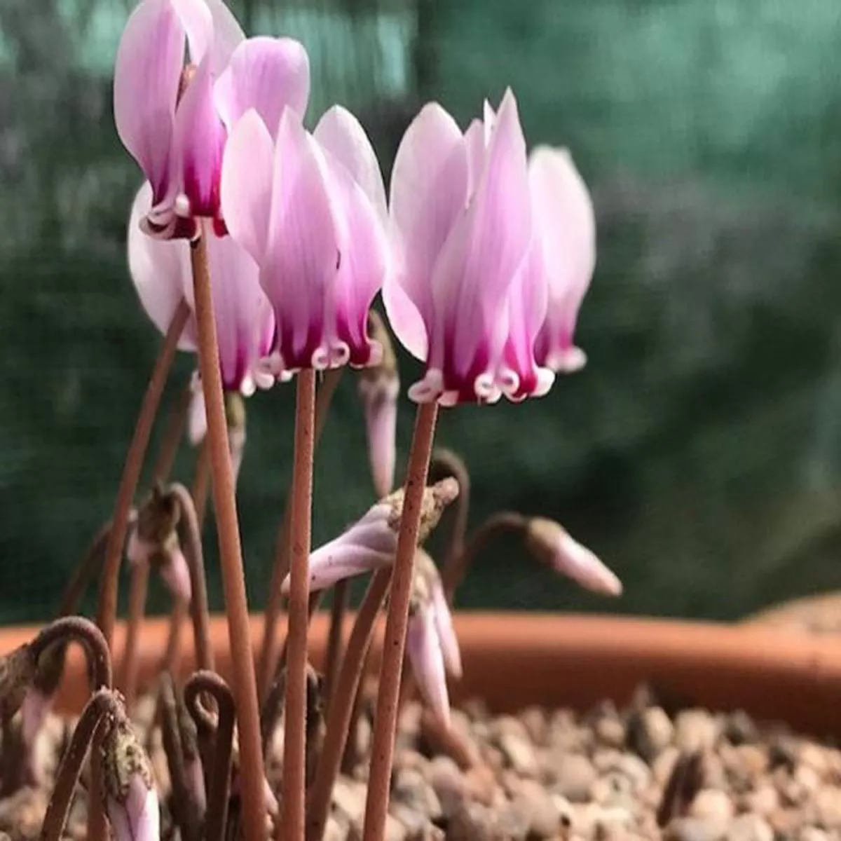 Cyclamen hederifolium subsp. crassifolium Silver Shield