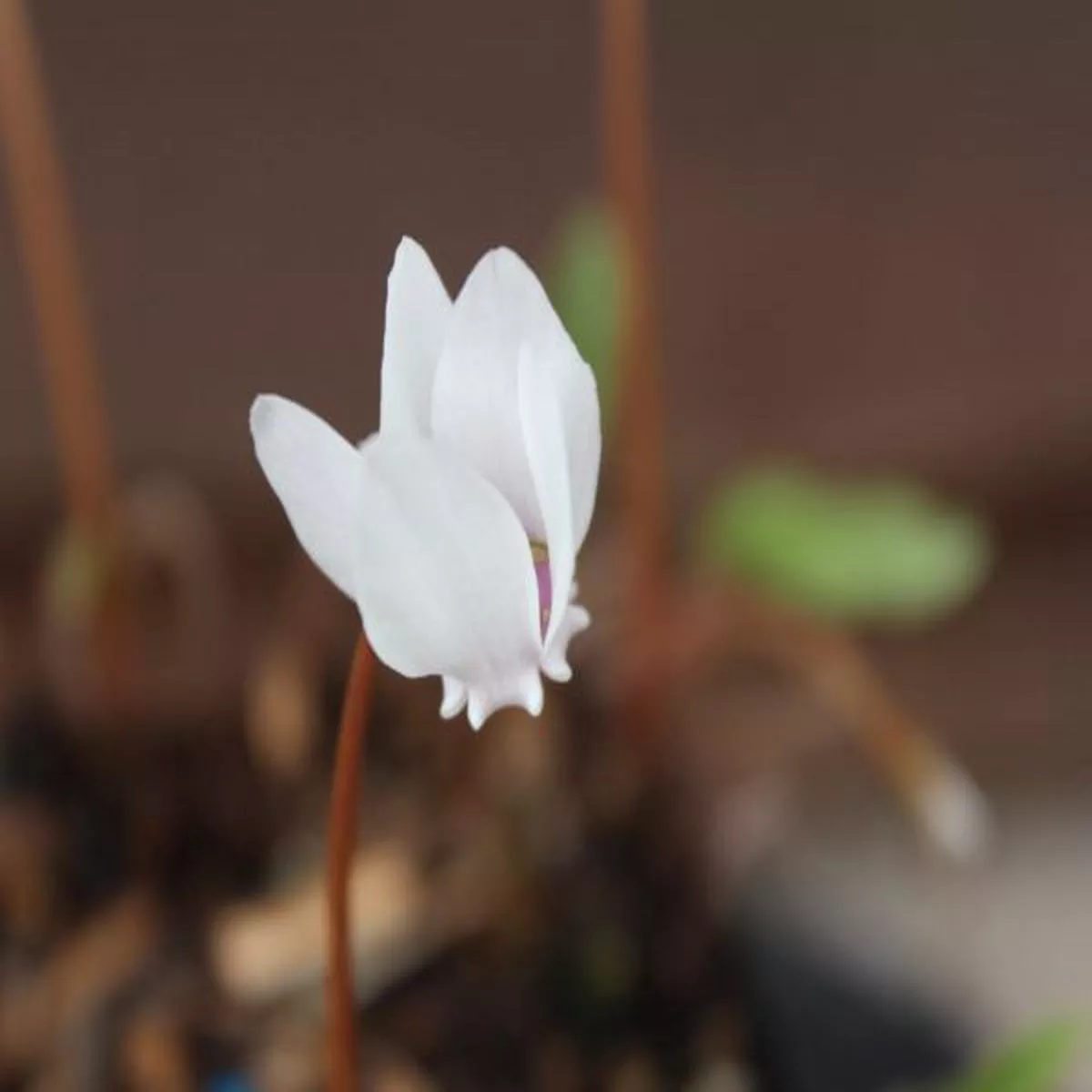 Cyclamen hederifolium Tilebarn Helena