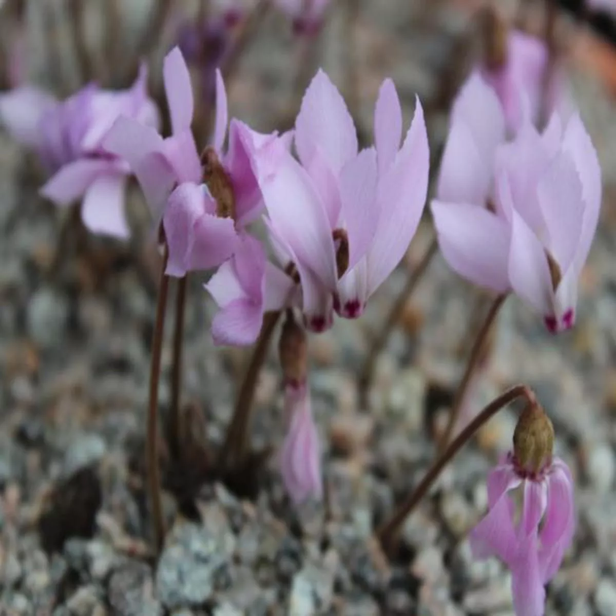 Cyclamen mirabile