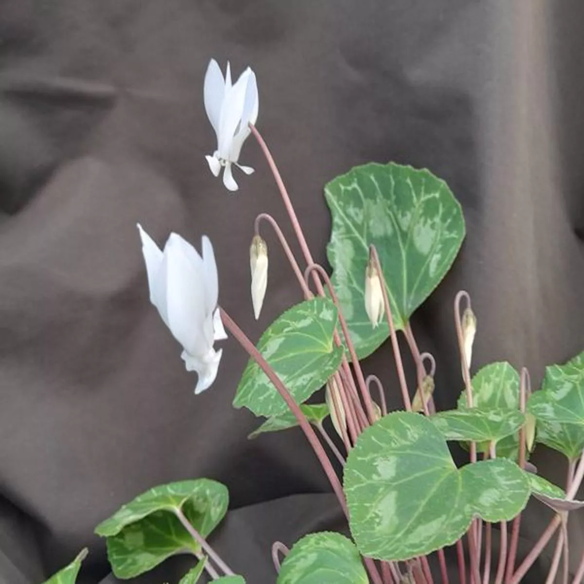 Cyclamen persicum Double Form
