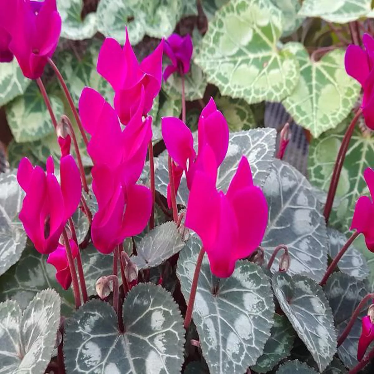 Cyclamen persicum ex Tilebarn Karpathos