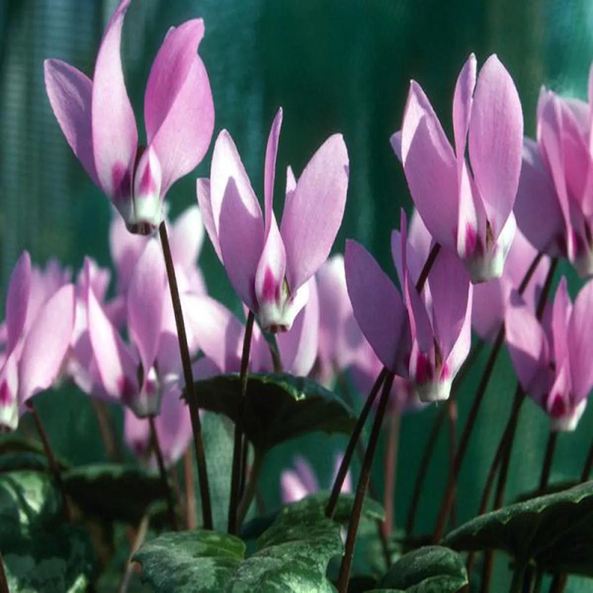 Cyclamen pseudibericum