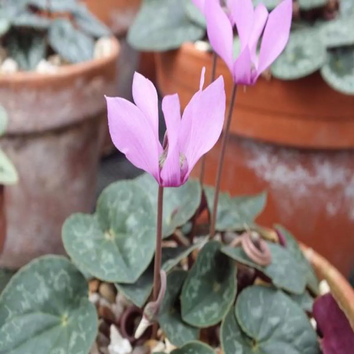 Cyclamen purpurascens