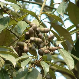 Cyclobalanopsis gilva