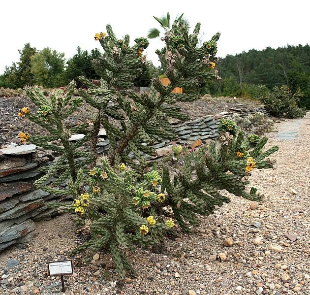 Cylindropuntia imbricata Seeds - Tree Cholla
