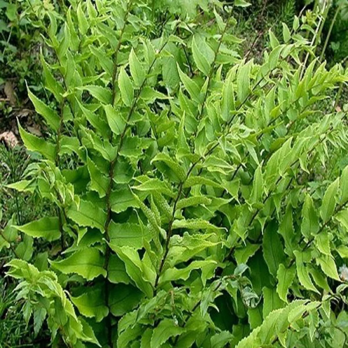 Cyrtomium fortunei / Holly Fern