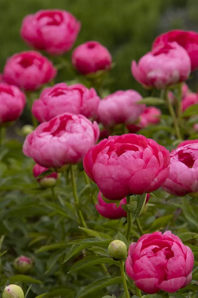 Cytherea Peony