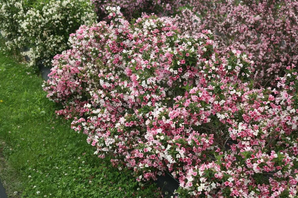 Czechmark Trilogy Weigela
