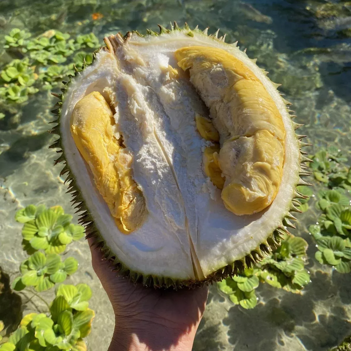 D101 Durian *Pre-Order*
