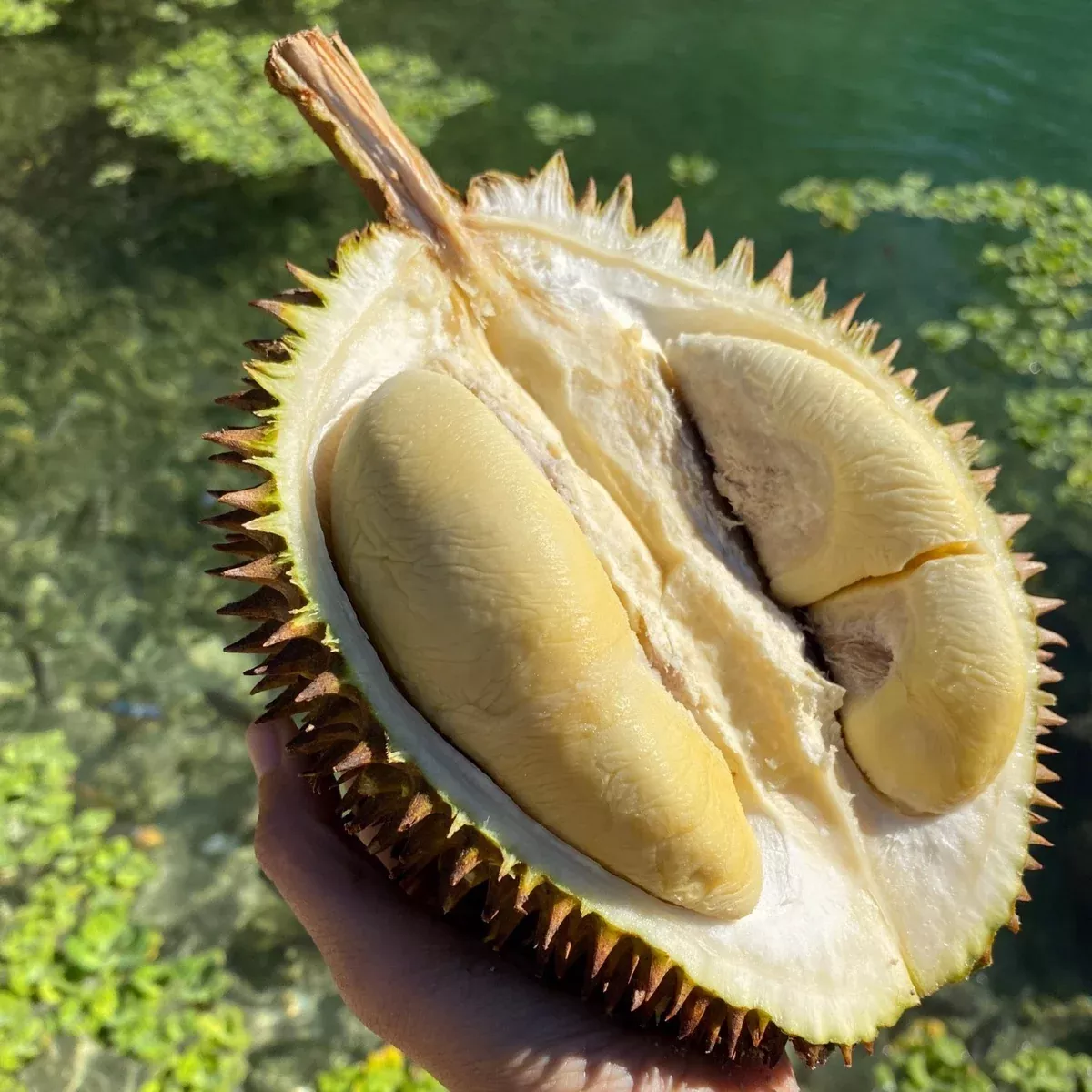 D24 (Sultan) Durian *Pre-Order*