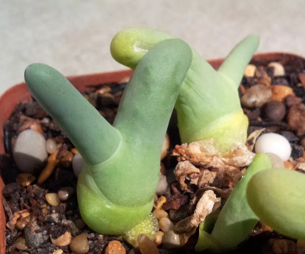 Dactylopsis digitata Seeds - Finger and Thumb Plant