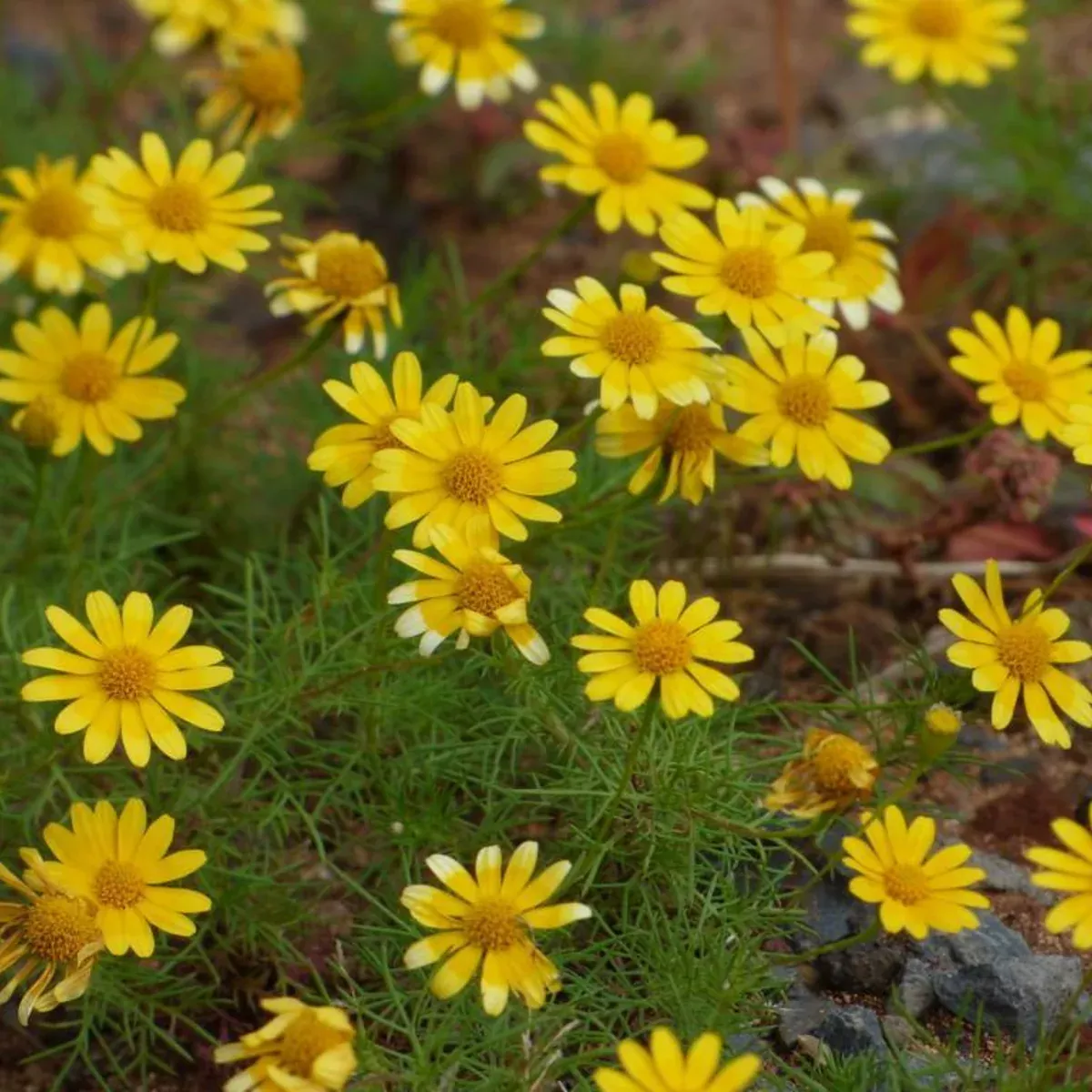 Dahlberg Daisy 20+ Seeds (Thymophylla tenuiloba) – Organic Compact Daisy-Like Blooms – Drought-Tolerant and Ideal for Borders & Containers