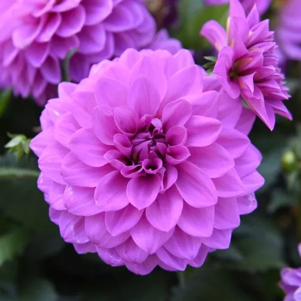 Dahlia Hypnotica 'Lavender'