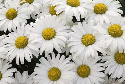 Daisy May Shasta Daisy