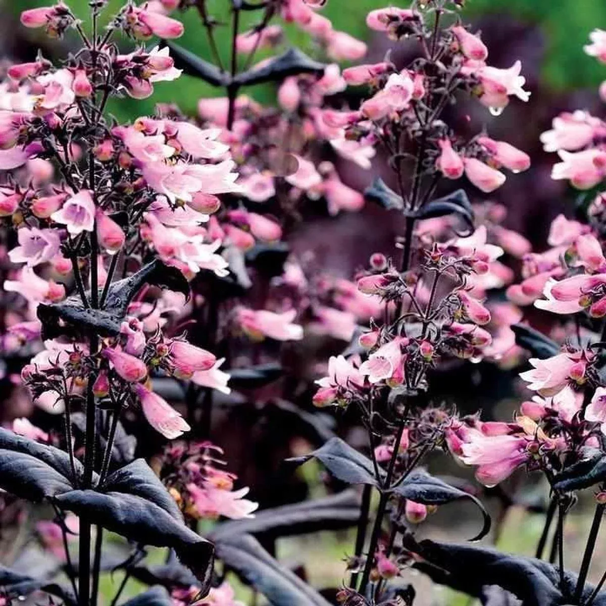Dakota Burgundy Beardtongue