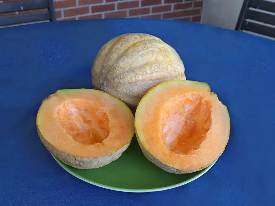 Dakota Sisters Organic Melon Seeds