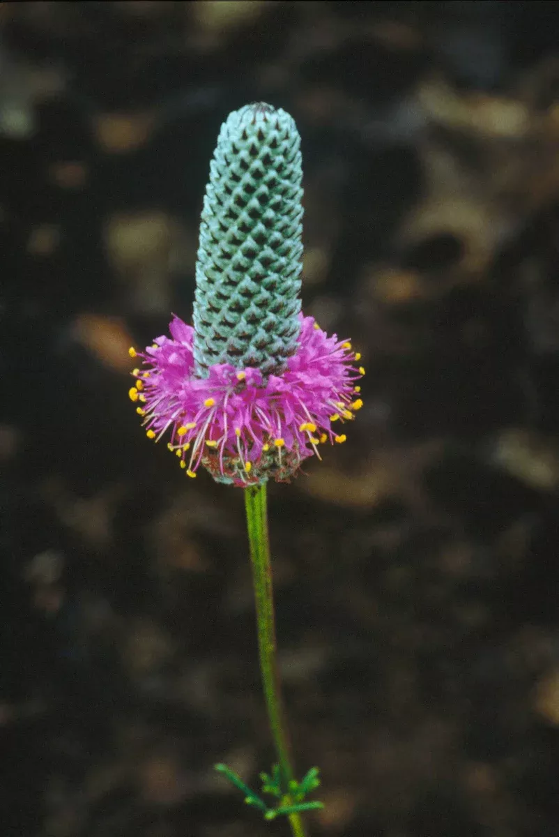Dalea purpurea Seeds - Purple Prairie Clover