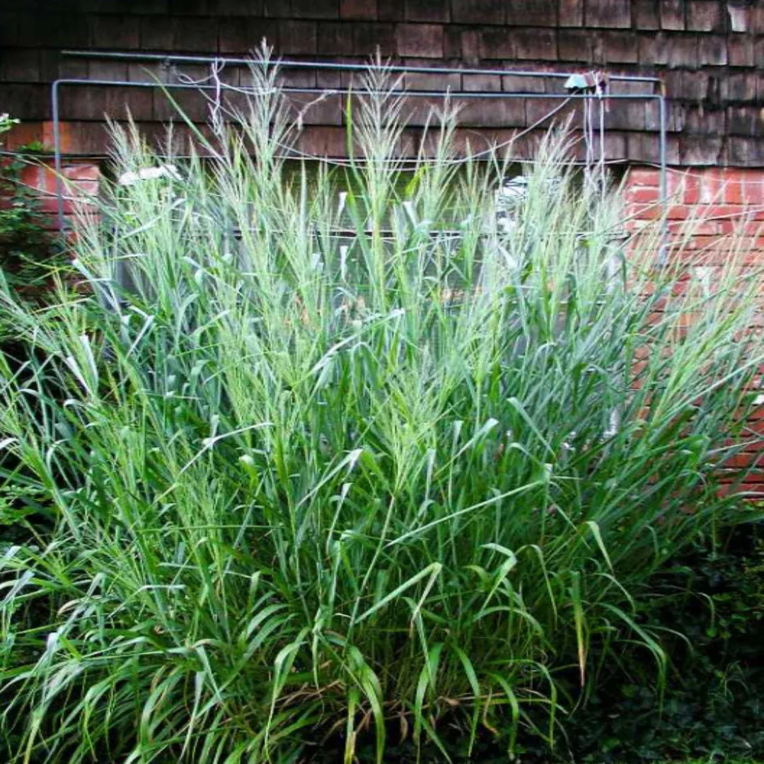 Dallas Blues Switch Grass