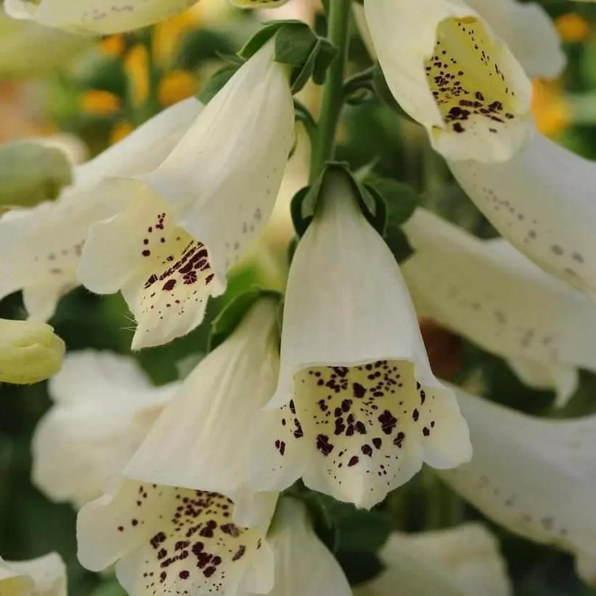 Dalmatian Creme Foxglove
