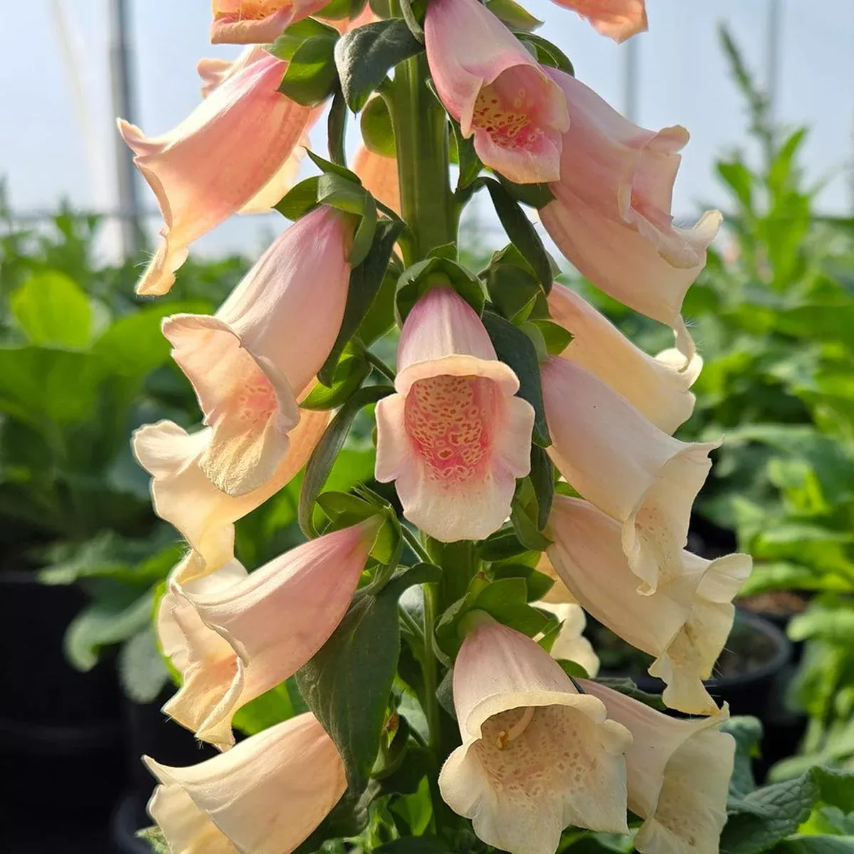 Dalmatian Peach Foxglove