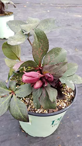Dana's Dulcet Lenten Rose