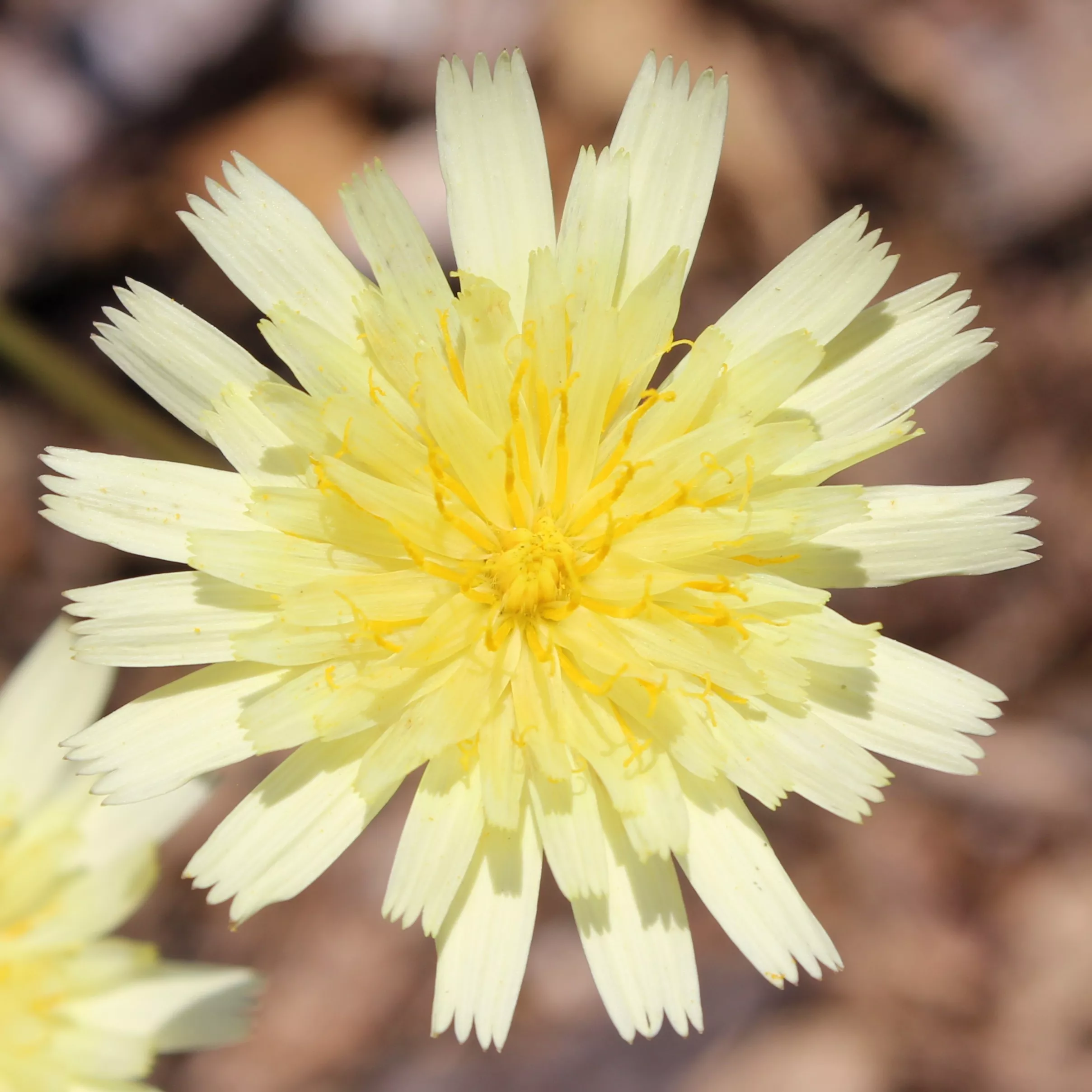 Dandelion, False ‘Dim Sun’