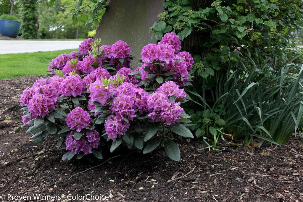 Dandy Man Purple Rhododendron