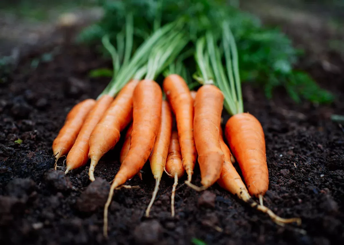 Danvers 126 - Organic Carrot Seeds