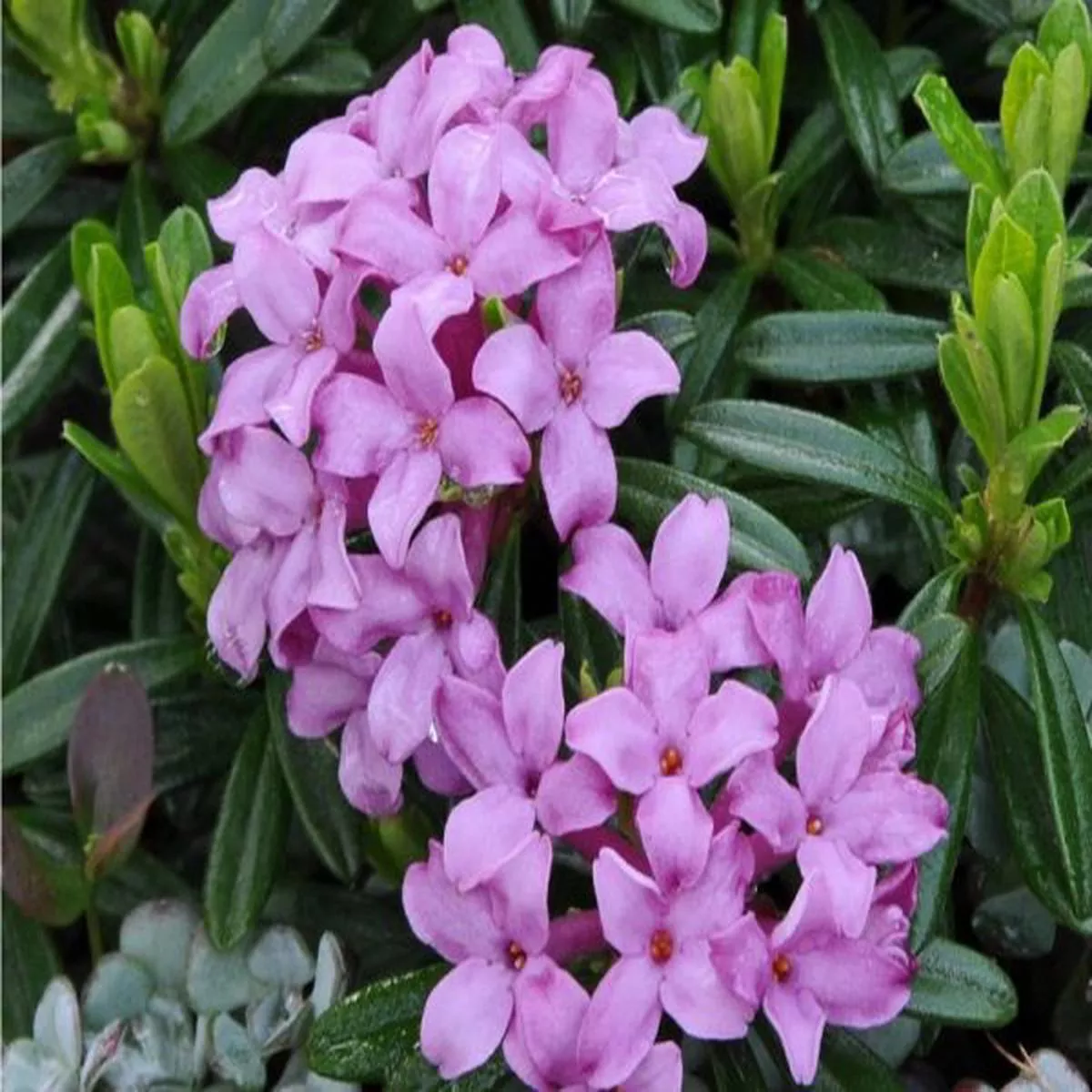 Daphne x susannae Tichborne