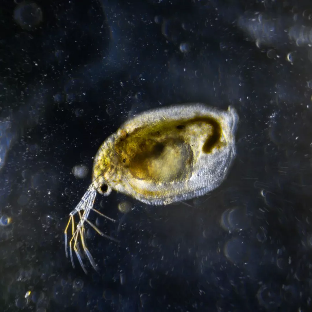 Daphnia "Water Fleas" (Daphnia magna) – Essential Microfauna & Nutritious Freshwater Live Food – Crucial Feed for Fish Fry