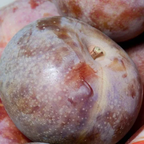 Dapple Supreme Pluot