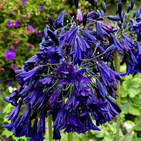 Dark Blue Lily of the Nile