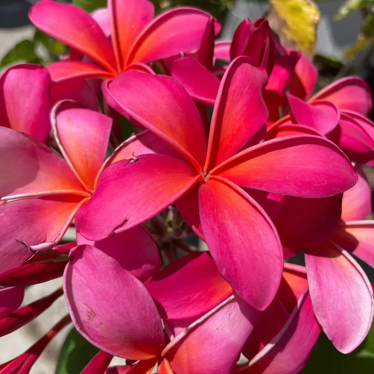 Dark Hot Pink Plumeria