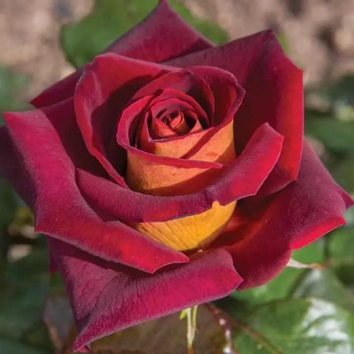 Dark Knight Hybrid Tea Rose