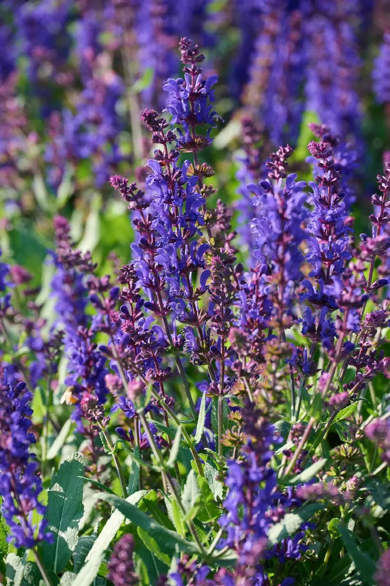 Dark Matter™ Meadow Sage, Salvia