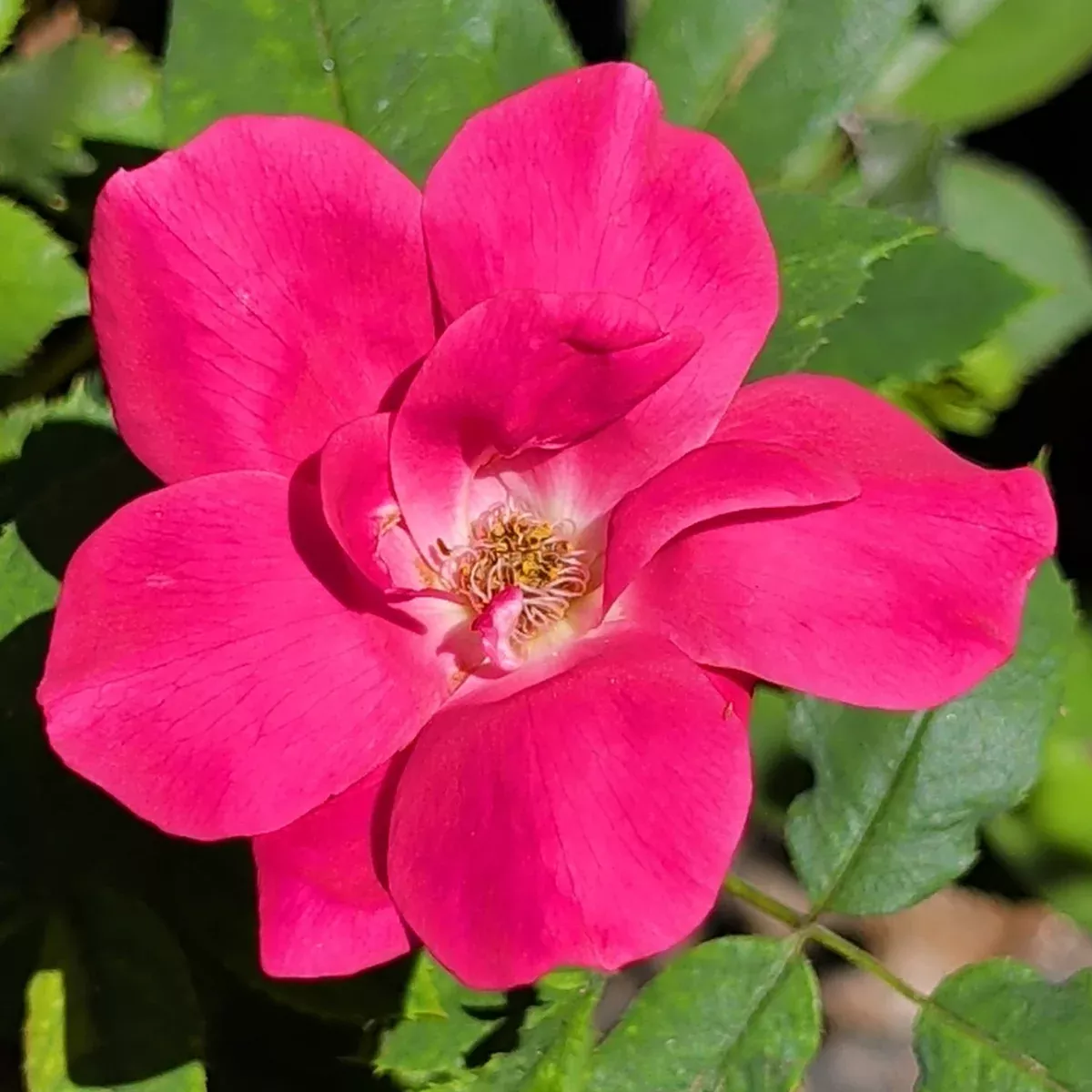Dark Pink Rose